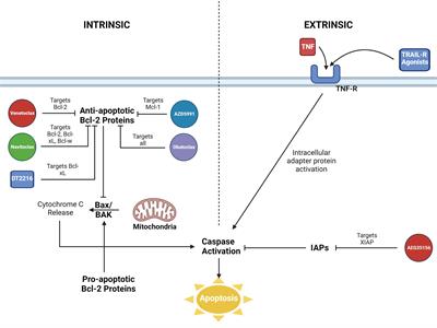 Bcl-2 inhibition in the treatment of hematologic malignancies